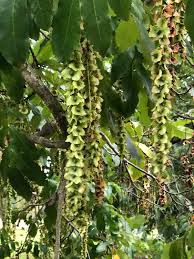 Attēlu rezultāti vaicājumam “Pterocarya fraxinifolia flower”