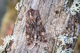 Attēlu rezultāti vaicājumam “Brachionycha nubeculosa”