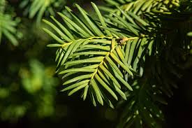 Attēlu rezultāti vaicājumam “Taxus baccata leaf”