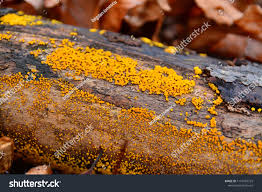 Attēlu rezultāti vaicājumam “Bisporella citrina”