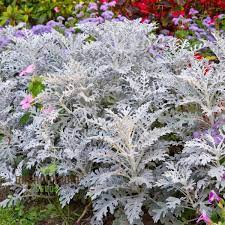 Image result for Cineraria maritima