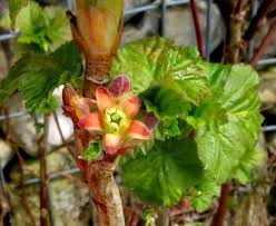 Attēlu rezultāti vaicājumam “Ribes nigrum flower”