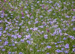 Attēlu rezultāti vaicājumam “Cyanus segetum flower”