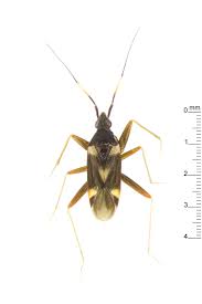 Attēlu rezultāti vaicājumam “Miridae”