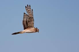 Attēlu rezultāti vaicājumam “Circus pygargus adult”