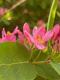 Attēlu rezultāti vaicājumam “Lonicera tatarica flower”