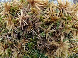 Attēlu rezultāti vaicājumam “Climacium dendroides sporophyte”