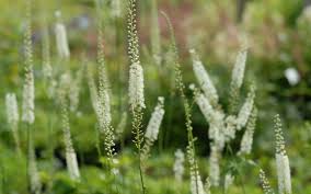 Image result for Silberkerze