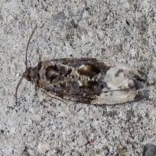 Attēlu rezultāti vaicājumam “Hedya nubiferana”