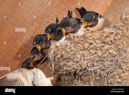 Attēlu rezultāti vaicājumam “Hirundo rustica nest”