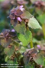 Attēlu rezultāti vaicājumam “Lamium purpureum flower”