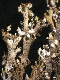 Attēlu rezultāti vaicājumam “Cladonia phyllophora”