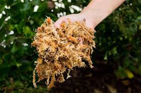 Attēlu rezultāti vaicājumam “Sphagnum”