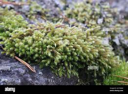 Attēlu rezultāti vaicājumam “Hedwigia ciliata sporophyte”