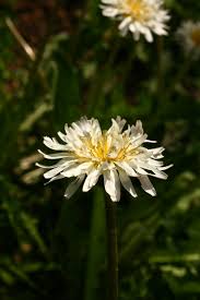 Attēlu rezultāti vaicājumam “Taraxacum suecicum flower”