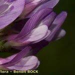 Attēlu rezultāti vaicājumam “Astragalus danicus leaf”