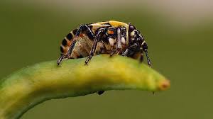 Attēlu rezultāti vaicājumam “Eurydema dominulus imago”