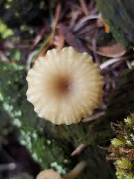 Attēlu rezultāti vaicājumam “Lichenomphalia umbellifera”