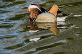 Attēlu rezultāti vaicājumam “Aix galericulata male”