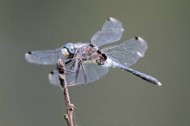 Attēlu rezultāti vaicājumam “Leucorrhinia”
