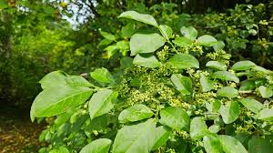 Attēlu rezultāti vaicājumam “Euonymus europaeus leaf”