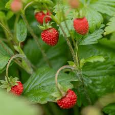 Image result for Fragaria vesca