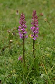 Attēlu rezultāti vaicājumam “Gymnadenia conopsea bud”