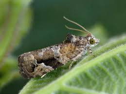 Attēlu rezultāti vaicājumam “Eudemis porphyrana”