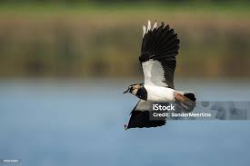 Attēlu rezultāti vaicājumam “Vanellus vanellus”