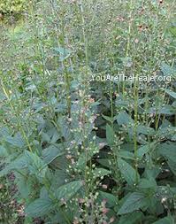 Attēlu rezultāti vaicājumam “Scrophularia nodosa leaf”