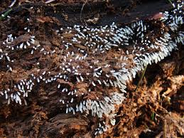 Attēlu rezultāti vaicājumam “Stemonitopsis typhina var. similis”