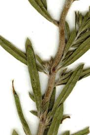 Attēlu rezultāti vaicājumam “Comatricha pulchella stalked”