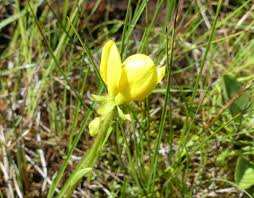 Attēlu rezultāti vaicājumam “Saxifraga hirculus”