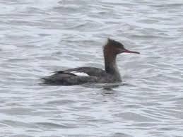 Attēlu rezultāti vaicājumam “Mergus serrator”