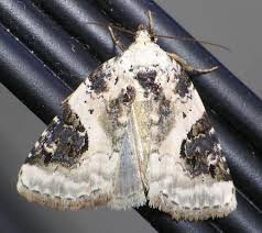 Attēlu rezultāti vaicājumam “Pseudeustrotia candidula”