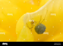 Attēlu rezultāti vaicājumam “Araneus diadematus eggs”