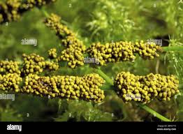 Attēlu rezultāti vaicājumam “Physarum virescens”