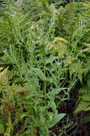 Image result for Weidenröschen