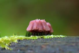 Attēlu rezultāti vaicājumam “Stemonitis lignicola macro”