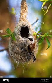 Attēlu rezultāti vaicājumam “Remiz pendulinus nest”