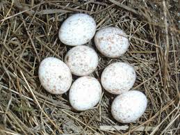 Attēlu rezultāti vaicājumam “Phylloscopus trochilus nest”