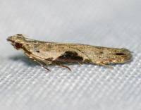 Attēlu rezultāti vaicājumam “Hypatima rhomboidella”