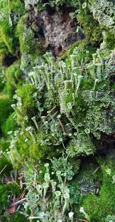 Attēlu rezultāti vaicājumam “Cladonia fimbriata”