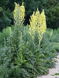 Image result for Königskerzen