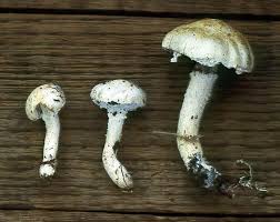 Attēlu rezultāti vaicājumam “Stropharia albocrenulata”