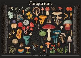 Attēlu rezultāti vaicājumam “Comatricha nigra young”