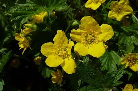 Attēlu rezultāti vaicājumam “Waldsteinia geoides flower”