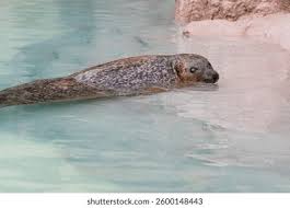 Image result for Pusa hispida