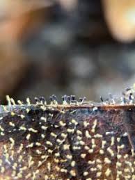 Attēlu rezultāti vaicājumam “Diachea leucopodia”