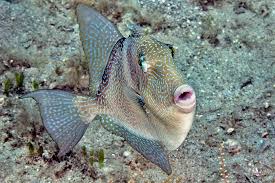 Image result for Balistes capriscus